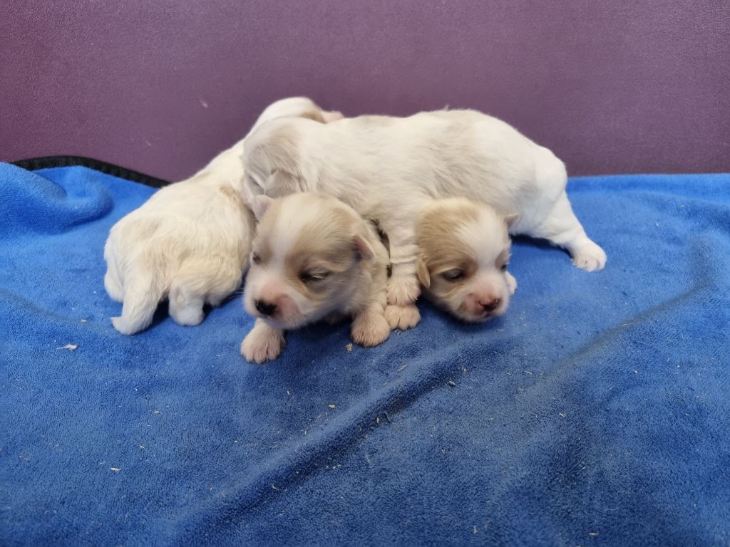 des hirondelles du voyage - Chiots disponibles - Coton de Tulear