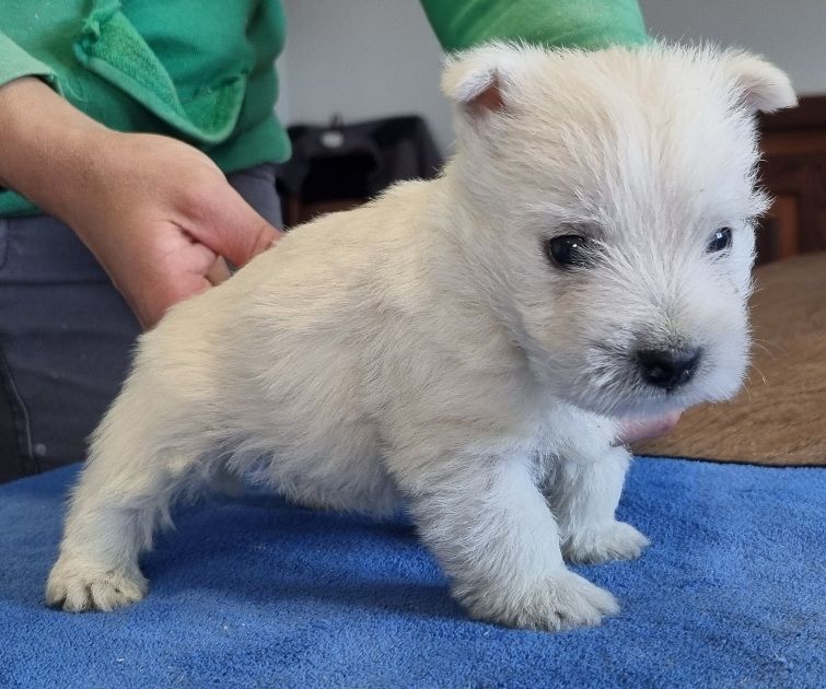 des hirondelles du voyage - Chiots disponibles - West Highland White Terrier