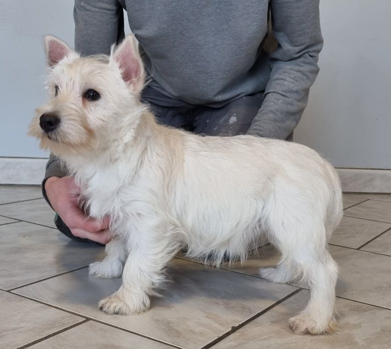 des hirondelles du voyage - Chiots disponibles - West Highland White Terrier