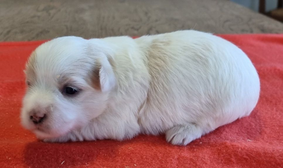 des hirondelles du voyage - Chiots disponibles - Coton de Tulear