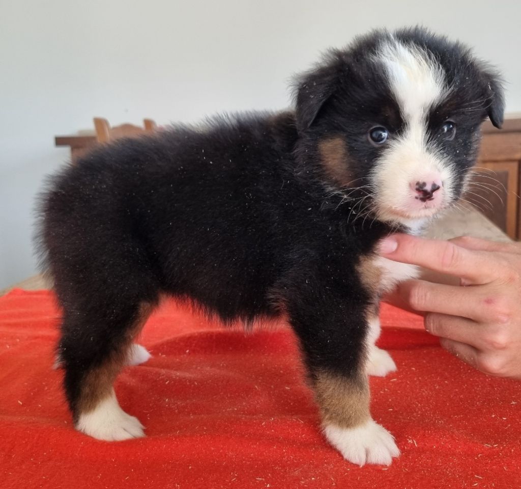 des hirondelles du voyage - Chiots disponibles - Berger Australien
