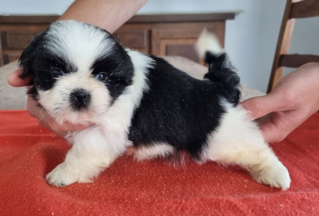 des hirondelles du voyage - Chiots disponibles - Shih Tzu