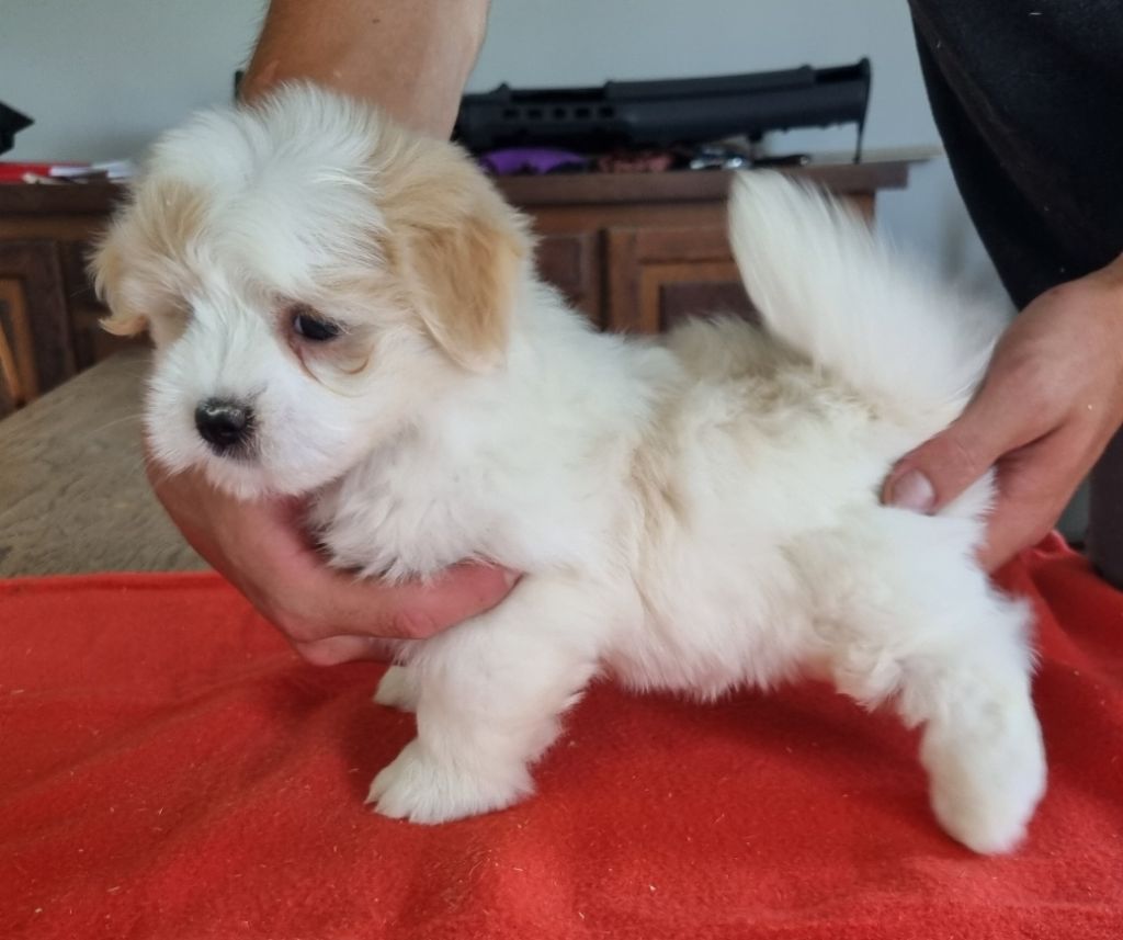 des hirondelles du voyage - Chiots disponibles - Coton de Tulear