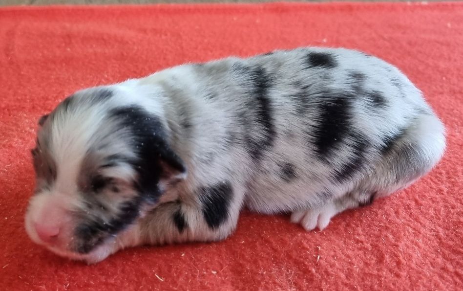 des hirondelles du voyage - Chiots disponibles - Berger Australien