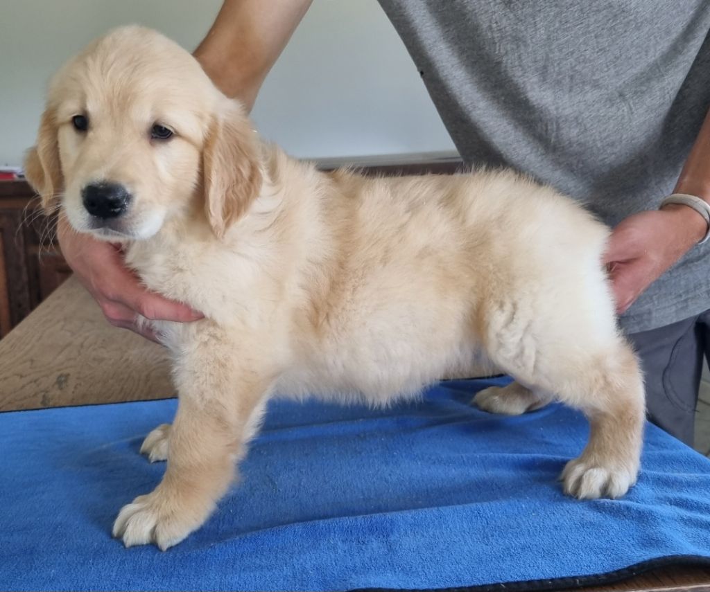 des hirondelles du voyage - Chiots disponibles - Golden Retriever