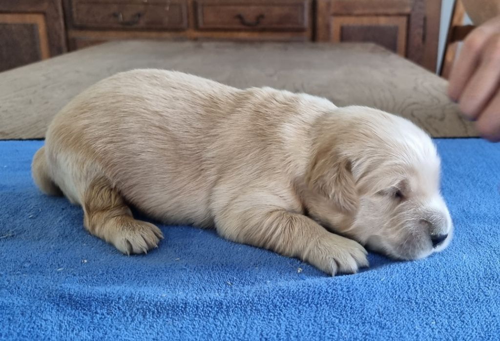 des hirondelles du voyage - Chiots disponibles - Golden Retriever