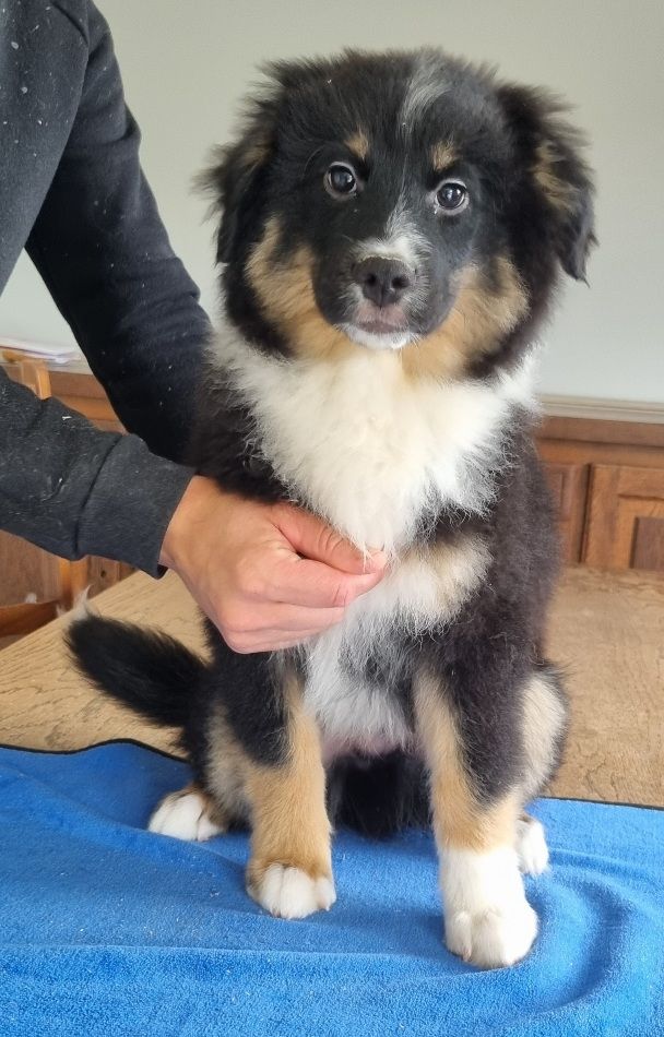 des hirondelles du voyage - Chiots disponibles - Berger Américain Miniature 