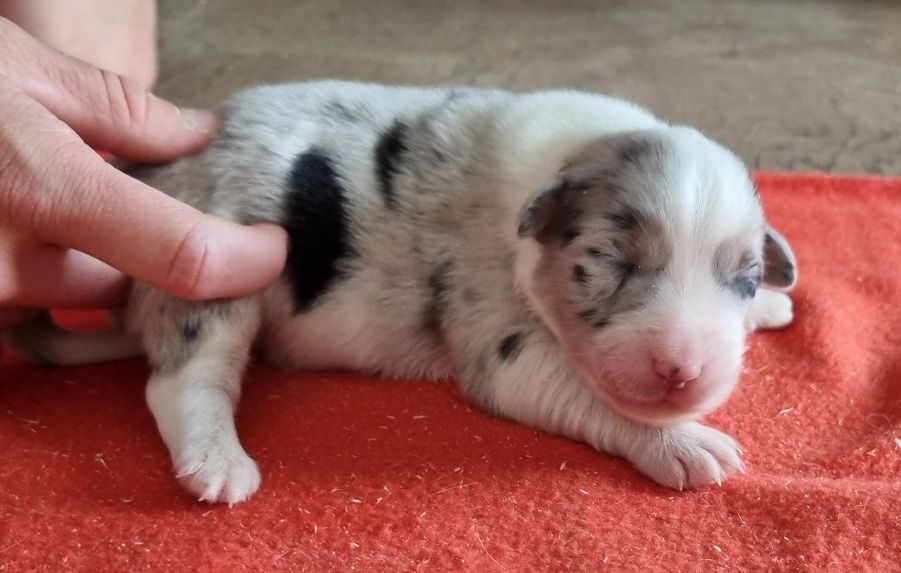 des hirondelles du voyage - Chiots disponibles - Berger Australien