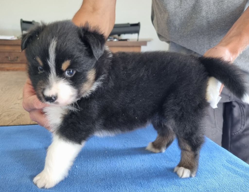 des hirondelles du voyage - Chiots disponibles - Berger Américain Miniature 
