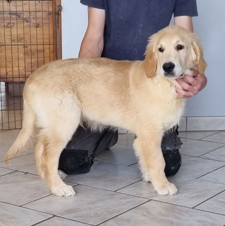 des hirondelles du voyage - Chiots disponibles - Golden Retriever