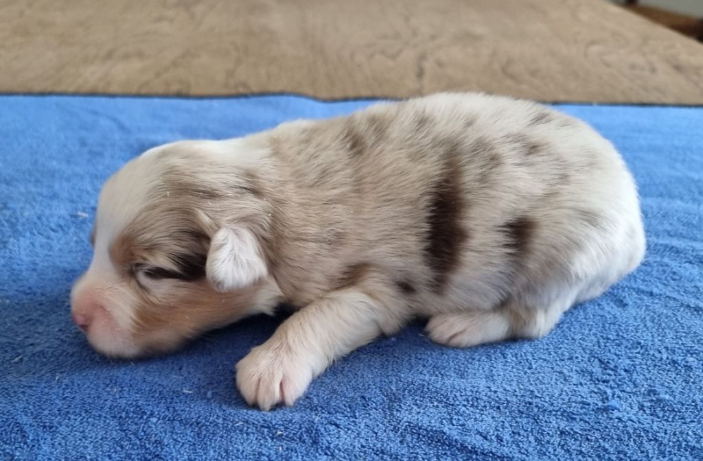des hirondelles du voyage - Chiots disponibles - Berger Américain Miniature 