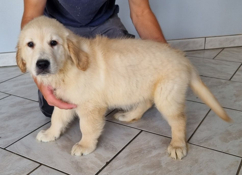 des hirondelles du voyage - Chiots disponibles - Golden Retriever