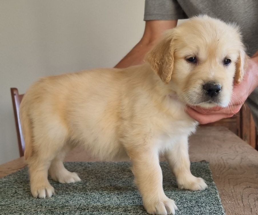 CHIOT 4 812