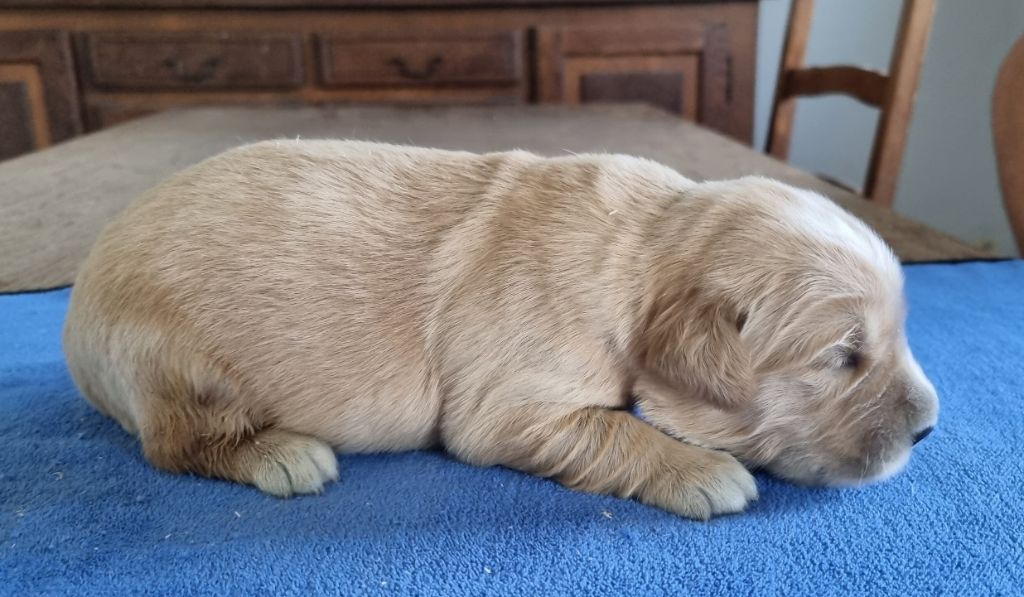 des hirondelles du voyage - Chiots disponibles - Golden Retriever