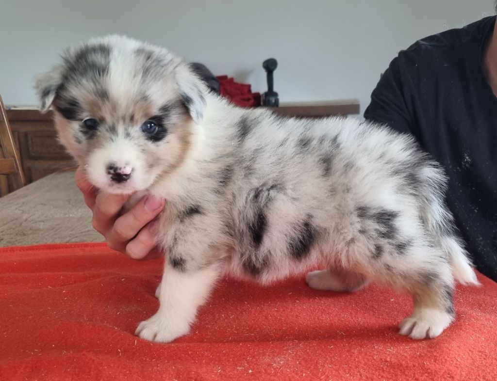des hirondelles du voyage - Chiots disponibles - Berger Australien