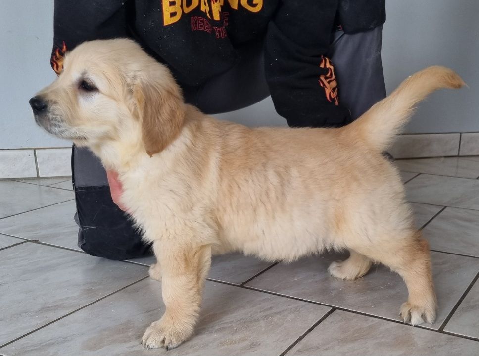 des hirondelles du voyage - Chiots disponibles - Golden Retriever