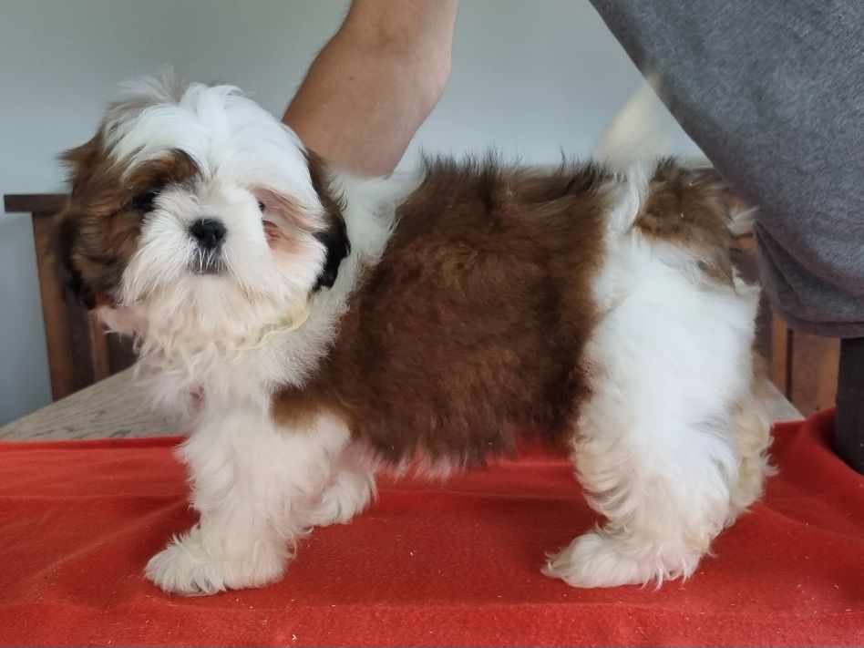 des hirondelles du voyage - Chiots disponibles - Shih Tzu