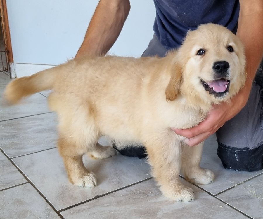 des hirondelles du voyage - Chiots disponibles - Golden Retriever
