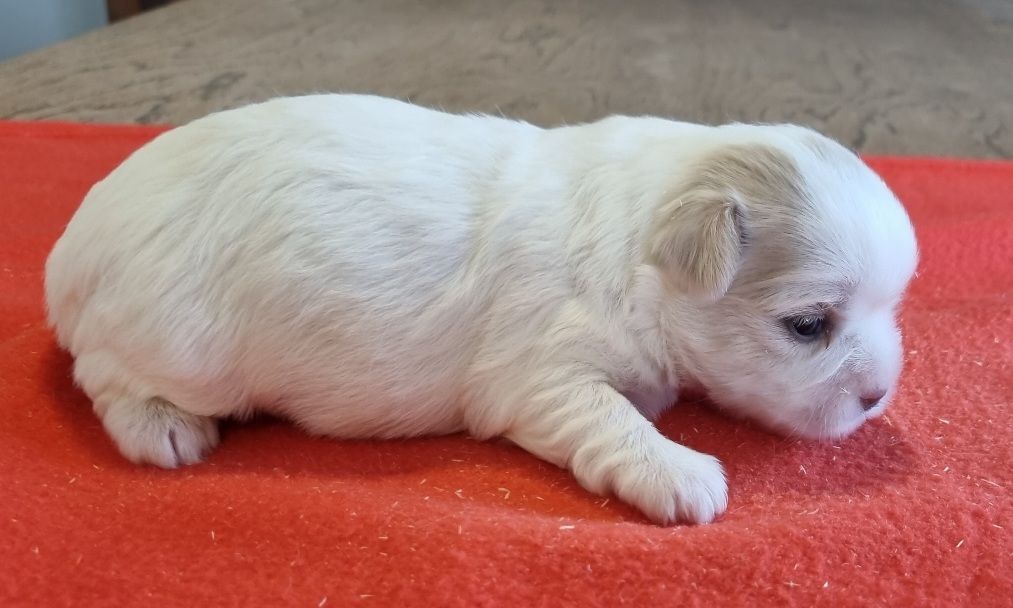 des hirondelles du voyage - Chiots disponibles - Coton de Tulear