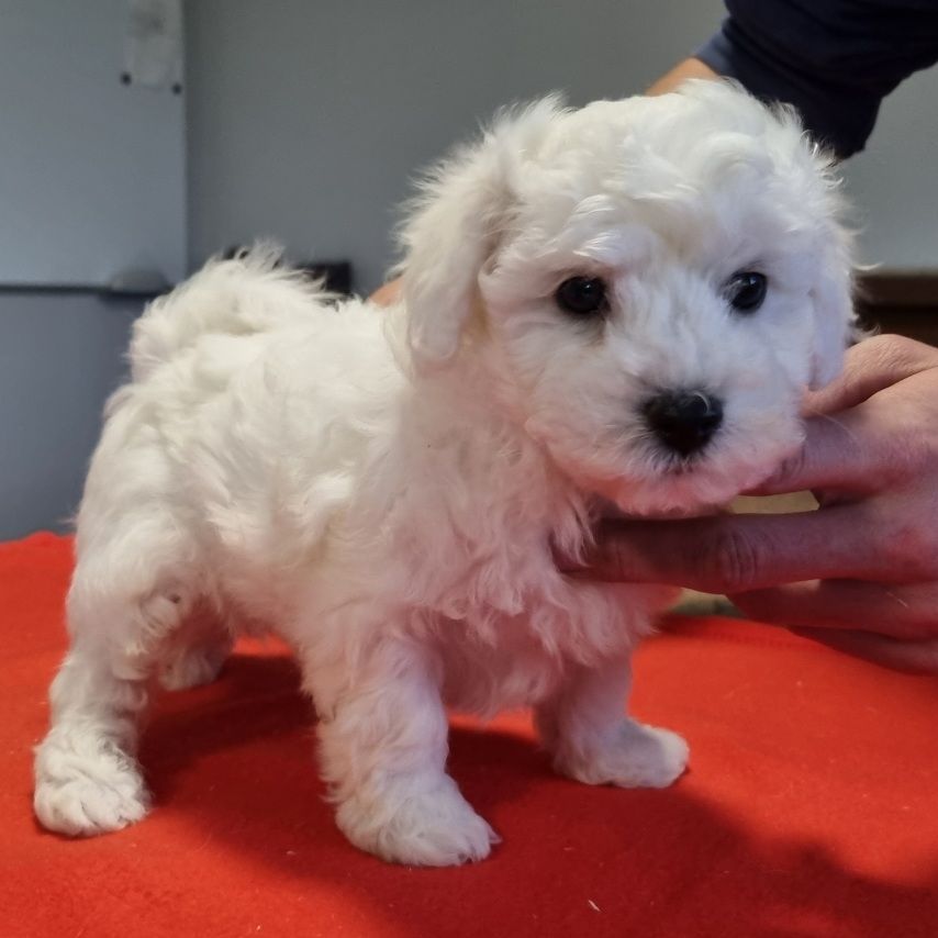 des hirondelles du voyage - Chiots disponibles - Bichon Frise