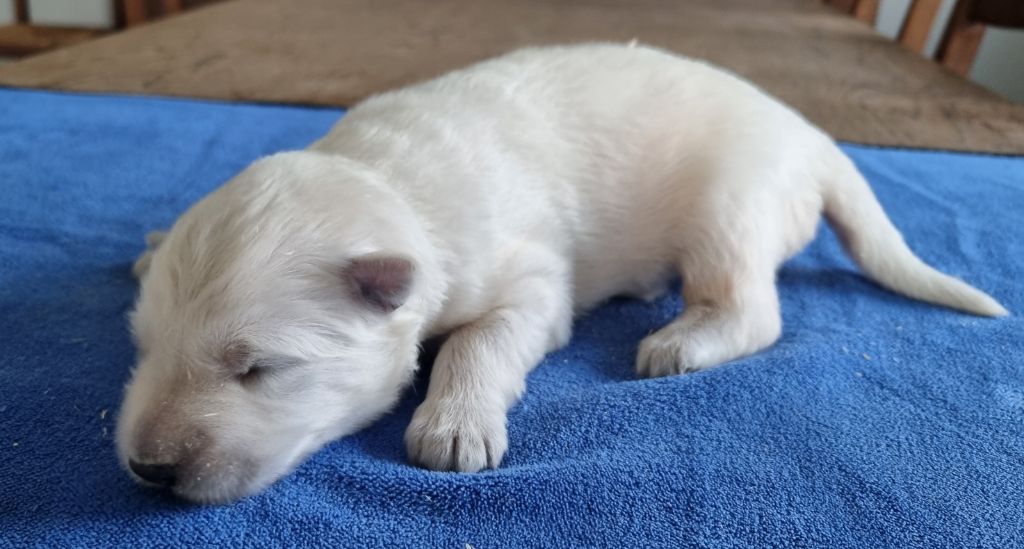 des hirondelles du voyage - Chiots disponibles - Berger Blanc Suisse