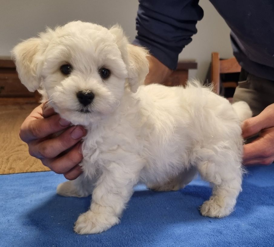 des hirondelles du voyage - Chiots disponibles - Bichon Frise