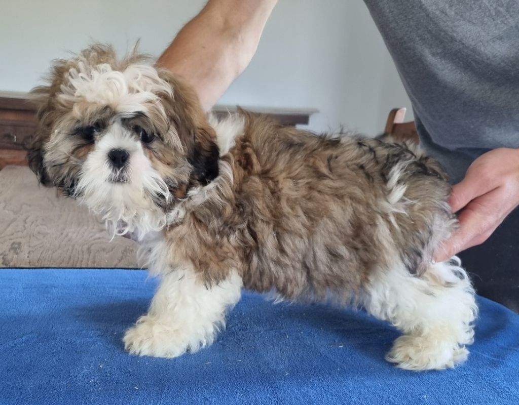 des hirondelles du voyage - Chiots disponibles - Shih Tzu