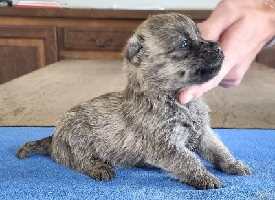 CHIOT 1