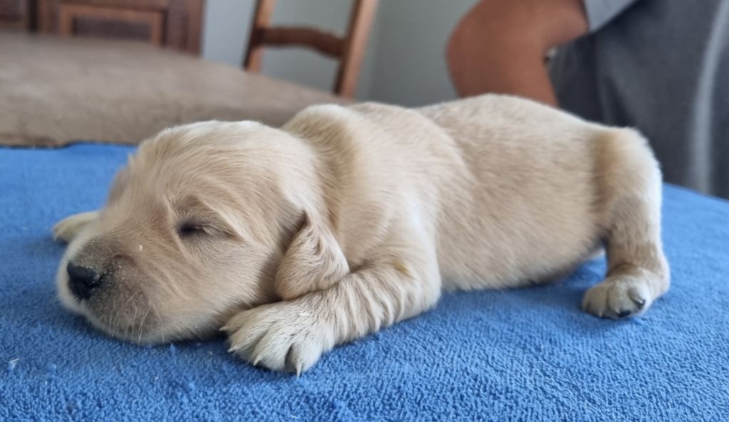 des hirondelles du voyage - Chiots disponibles - Golden Retriever