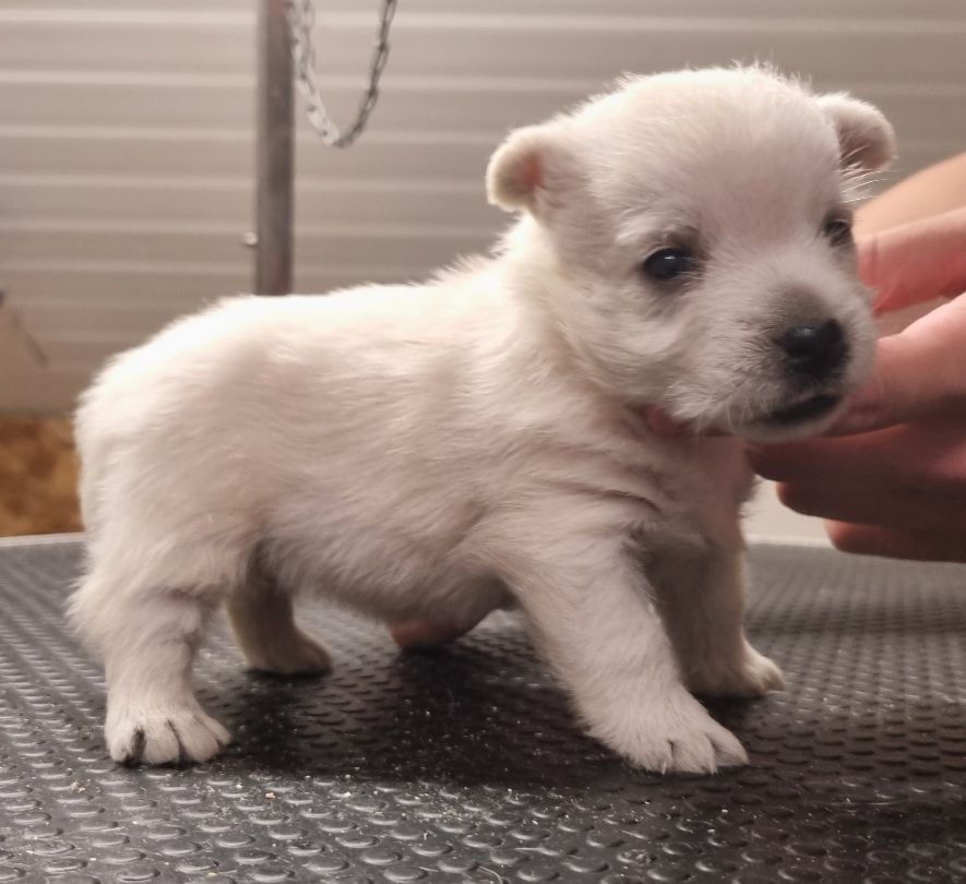 des hirondelles du voyage - Chiots disponibles - West Highland White Terrier