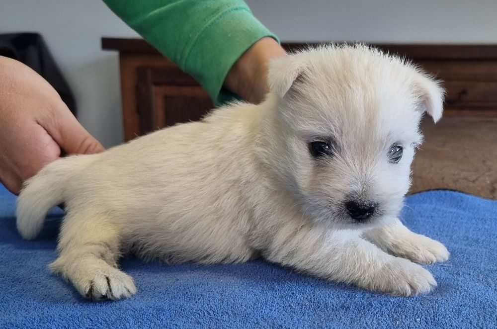 des hirondelles du voyage - Chiots disponibles - West Highland White Terrier
