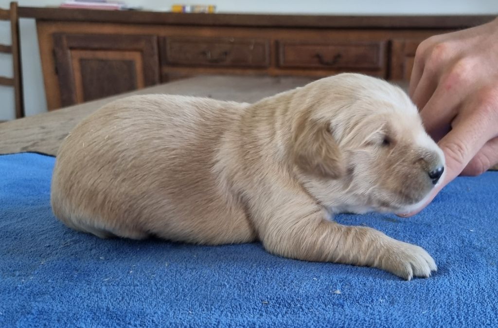 des hirondelles du voyage - Chiots disponibles - Golden Retriever