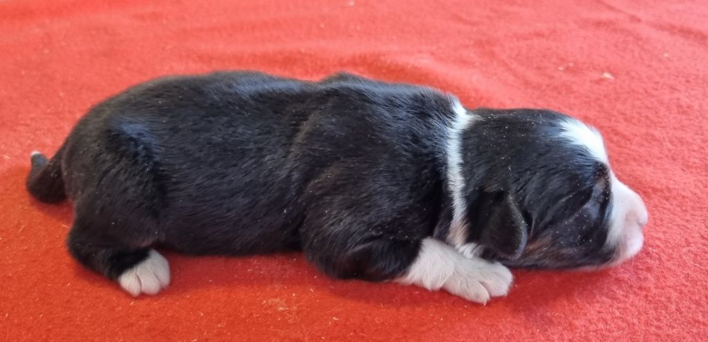 des hirondelles du voyage - Chiots disponibles - Berger Américain Miniature 