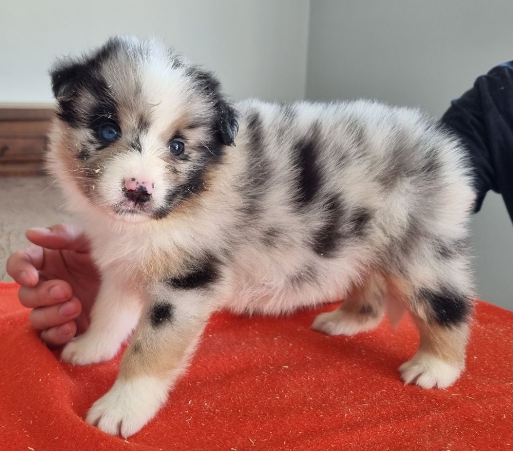 des hirondelles du voyage - Chiots disponibles - Berger Australien