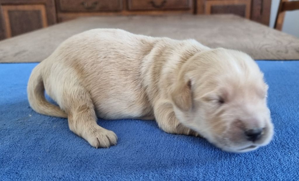 des hirondelles du voyage - Chiots disponibles - Golden Retriever