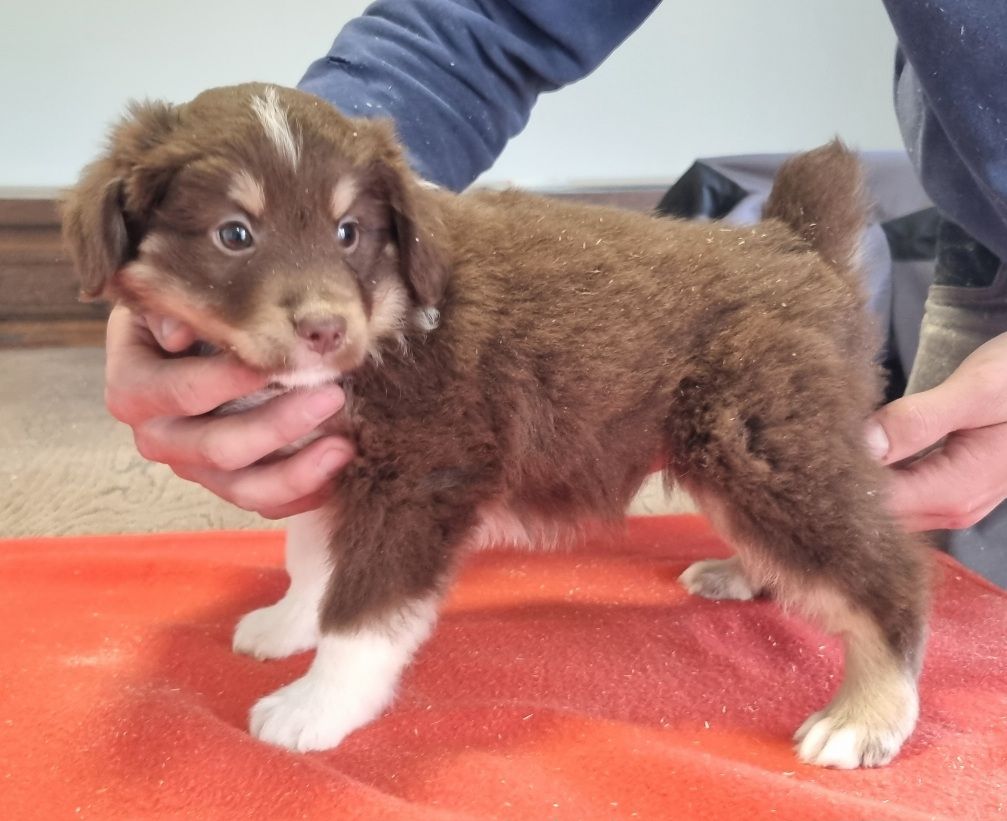 des hirondelles du voyage - Chiots disponibles - Berger Américain Miniature 
