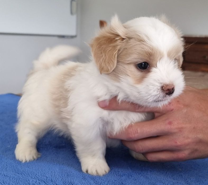 des hirondelles du voyage - Chiots disponibles - Coton de Tulear