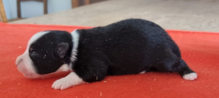 des hirondelles du voyage - Chiots disponibles - Berger Américain Miniature 
