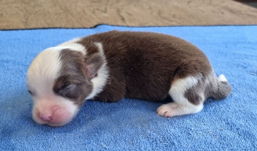 des hirondelles du voyage - Chiots disponibles - Berger Américain Miniature 