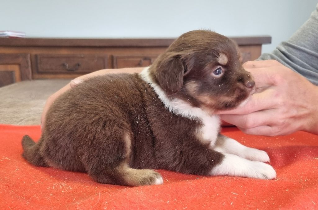 des hirondelles du voyage - Chiots disponibles - Berger Américain Miniature 