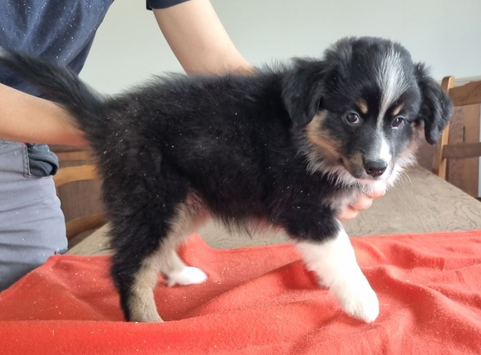 des hirondelles du voyage - Chiots disponibles - Berger Américain Miniature 