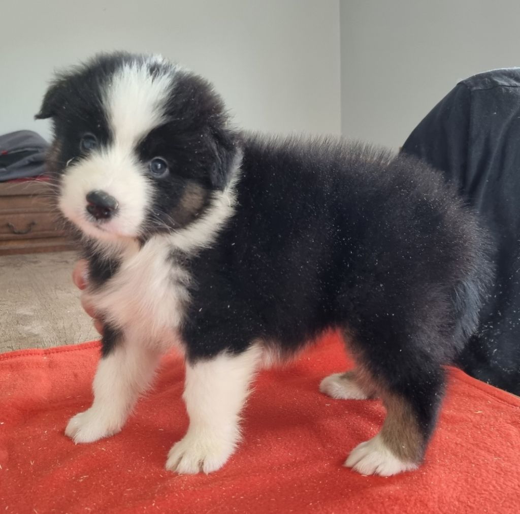 des hirondelles du voyage - Chiots disponibles - Berger Australien