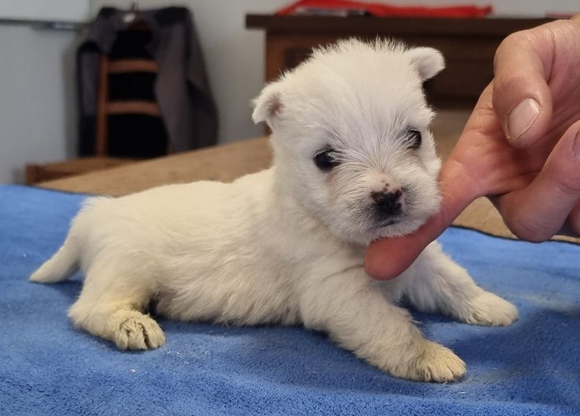 des hirondelles du voyage - Chiots disponibles - West Highland White Terrier