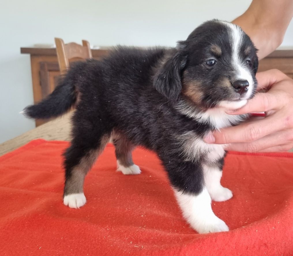 des hirondelles du voyage - Chiots disponibles - Berger Américain Miniature 