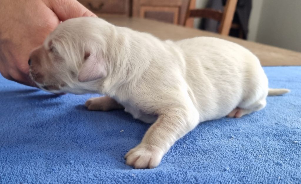 des hirondelles du voyage - Golden Retriever - Portée née le 18/10/2025