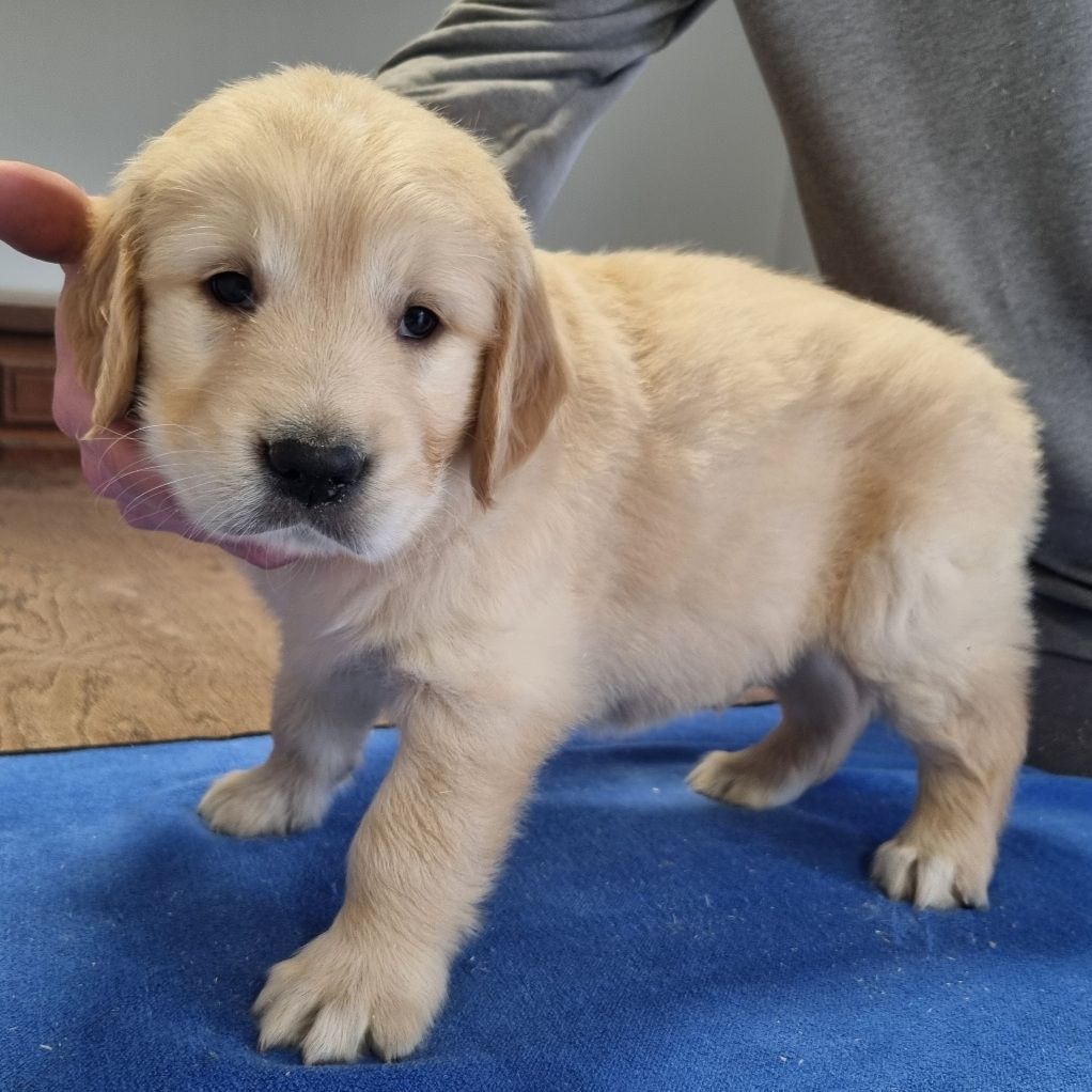 des hirondelles du voyage - Chiots disponibles - Golden Retriever