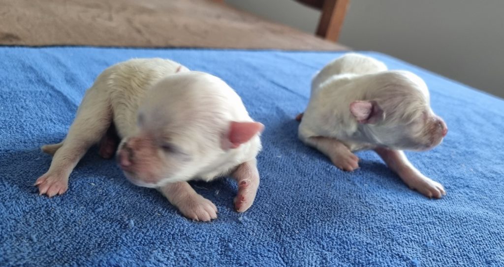 des hirondelles du voyage - Chiots disponibles - Bichon Frise