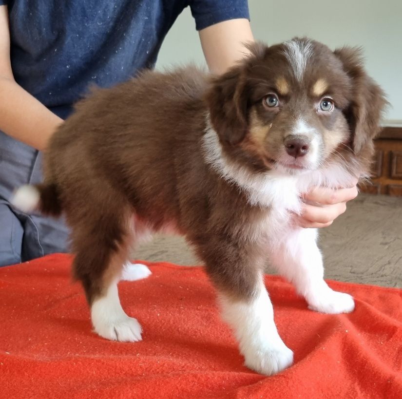 des hirondelles du voyage - Chiots disponibles - Berger Américain Miniature 