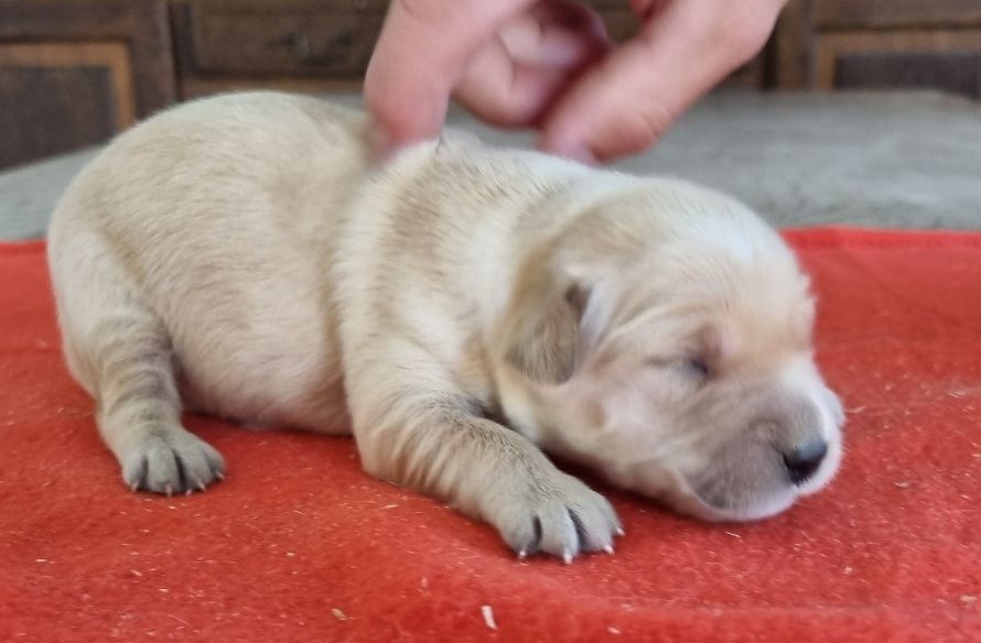 des hirondelles du voyage - Chiots disponibles - Golden Retriever