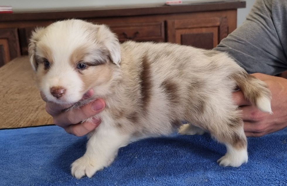des hirondelles du voyage - Chiots disponibles - Berger Américain Miniature 